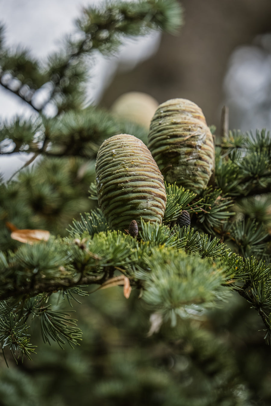 Cedarwood