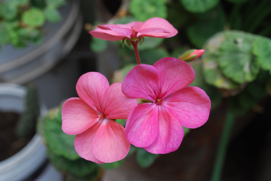 Geranium