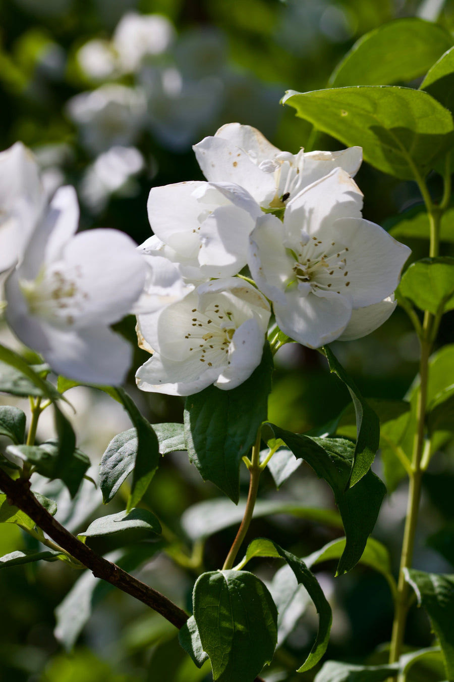 Jasmine