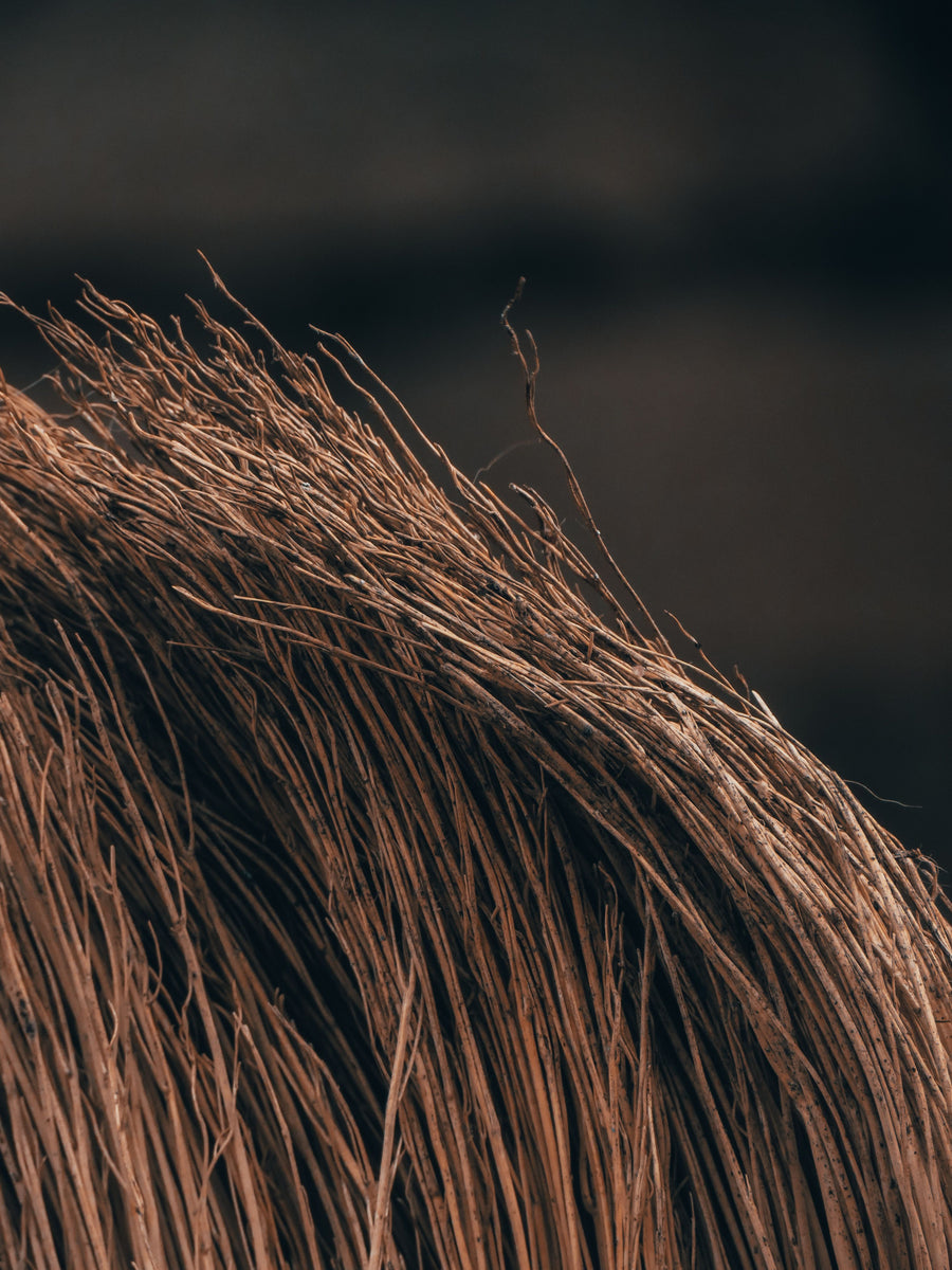 Vetiver